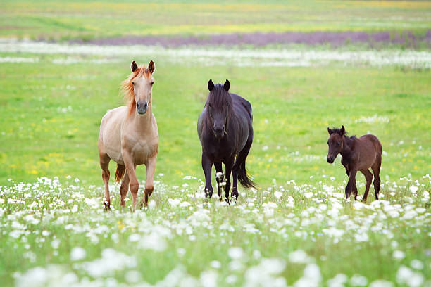 istock Horses family 468627820