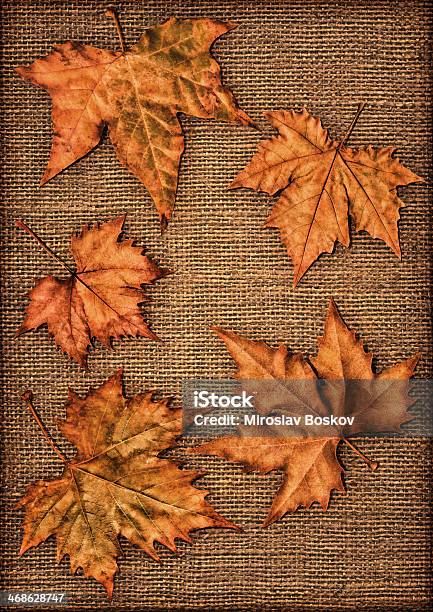 고해상도 추절 기체상태의 단풍 잎 흰색 바탕에 삼베 배경기술 애니메이션 0명에 대한 스톡 사진 및 기타 이미지 - 0명, 가을, 갈색