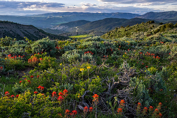 fleurs sauvages et une incroyable vue sur la montagne - wildflower flower colorado lupine photos et images de collection