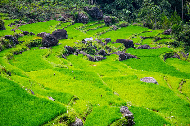 Landscape with Rice Paddy Fields in the South Sulawesi Province of Sulawesi Island, Indonesia