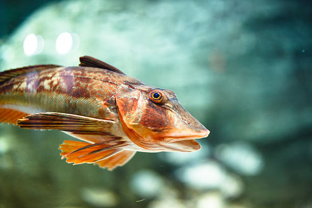 peixes de aquário lipsoz - macaca - fotografias e filmes do acervo