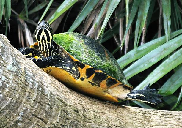 istock Florida Red-bellied Cooter (Pseudemys nelsoni) 468635484