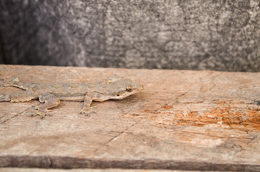 Lizard on old wooden plank