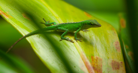 Small green Anole lizard in Maui