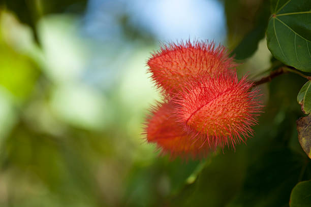 pintalabios planta en maui - achiote fotografías e imágenes de stock