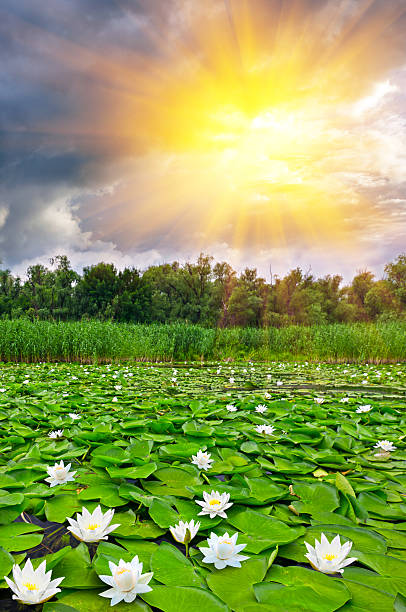 istock Beautiful lake with white lilies 468646868