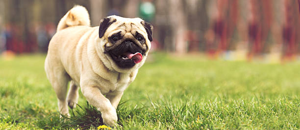 istock Adorable pug puppy dog in park 468648042