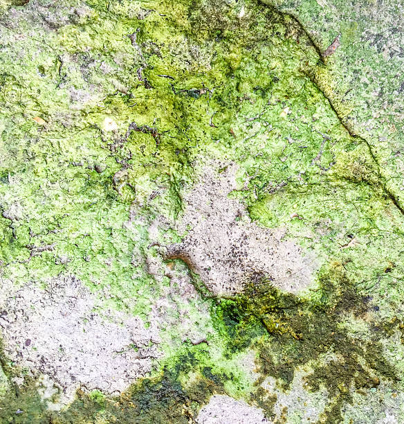 istock Crack and dry soil with green lichen 468648550