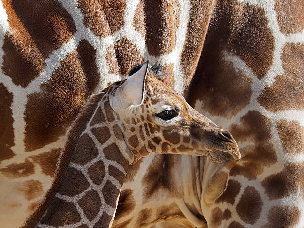 若いキリン - giraffe south africa zoo animal ストックフォトと画像