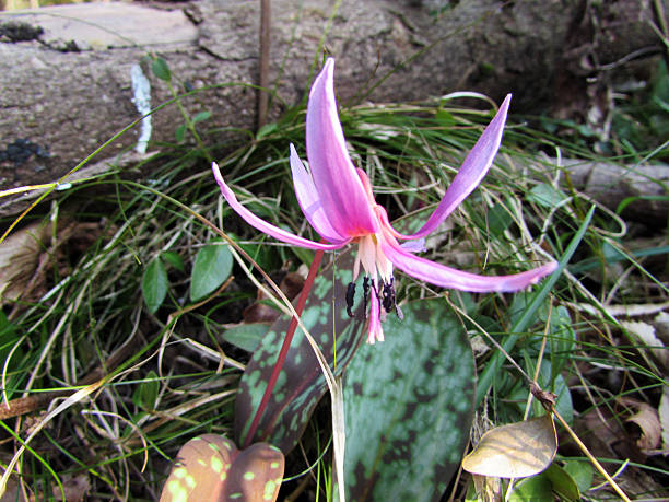 Forest blossom of Erythronium dens-canis Beautiful spring forest blossom of Erythronium dens-canis also known as dog's tooth violet or dogtooth violet long stamened stock pictures, royalty-free photos & images