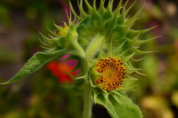 istock Macro of Nature 468649136