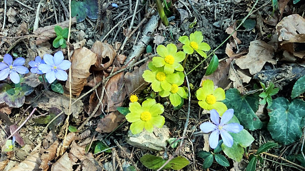 hacquetia epipactis зеленый blossom и анемон hepatica - yellow wood anemone стоковые фото и изображения