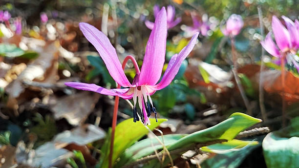 Erythronium dens-canis Forest blossom Beautiful spring forest blossom of Erythronium dens-canis also known as dog's tooth violet or dogtooth violet full opened bathing in the sunlight close up long stamened stock pictures, royalty-free photos & images