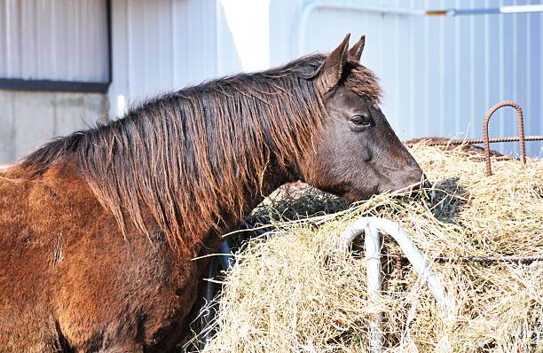 istock Horse Eating Hay 468653206