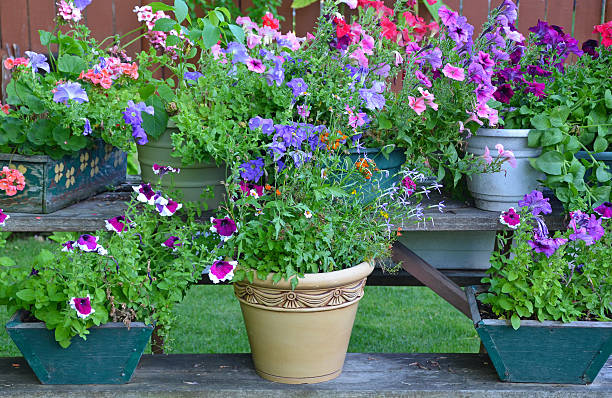 istock Colorful summer flower planters 468653668