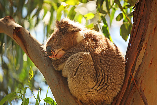 wild coala dormir sobre eucaliptus árvore ramo no sul da austrália - otway national park imagens e fotografias de stock
