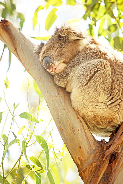 istock Wild Koala Sleeping On Eucaliptus Tree Branch in Australian Forest 468653740
