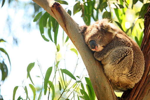 Single wild koala is sleeping as it is laying on the branches of an eucalyptus tree. Focus is on the animal, eucalyptus leaves are blur in the background. This picture is taken in Great Otway National Park forest, Great Ocean Road, in Southern Australia.