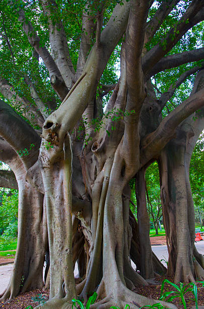 istock Big root trees at Ibirapuera Parque in Sao Paulo, Brazil 468655804