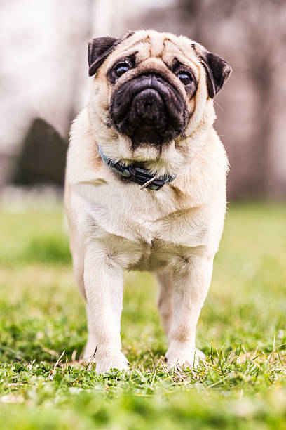 istock Adorable pug puppy dog 468655872