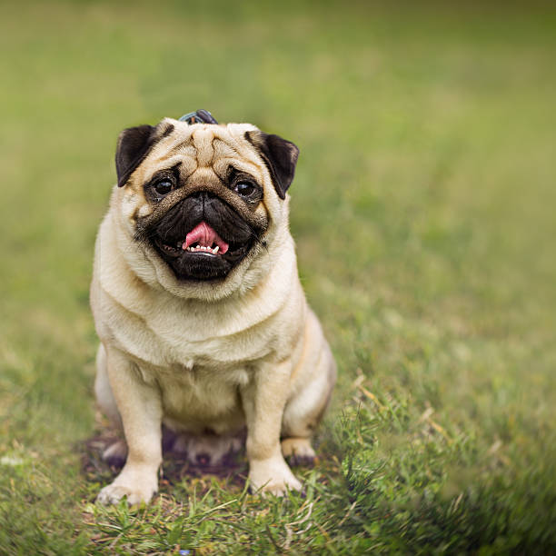 istock Adorable pug puppy dog in park 468655880
