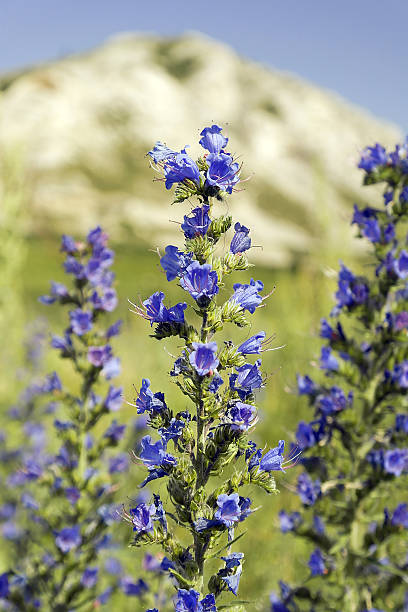 istock Wild violet flowers on the field 468658260