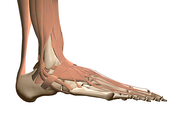 Human foot anatomy stock photo