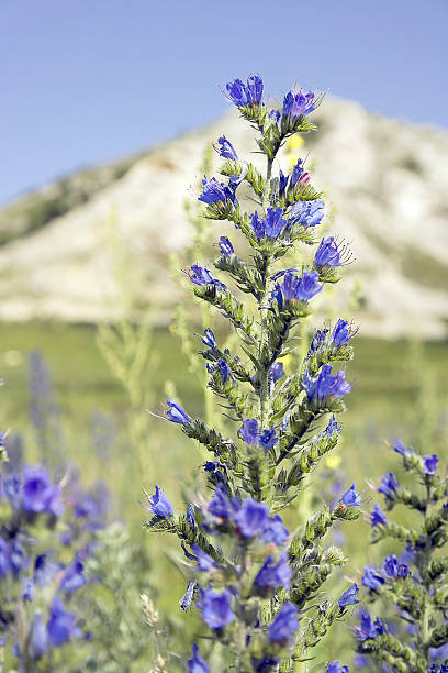 istock Wild violet flowers on the field 468658936