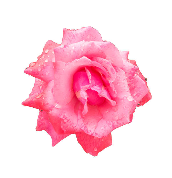 istock Pink rose Deep focus. No dust. No pollen. 468661942