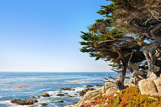 pescadero ポイントにゴーストの木 - big sur cypress tree california beach ストックフォトと画像