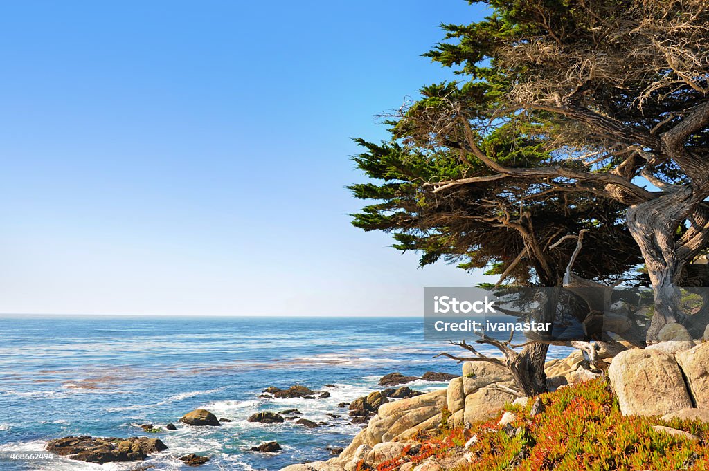 Pescadero Point with Ghost Trees 17-Mile Drive Stock Photo