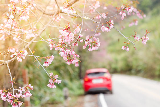 istock Pink sakura on road in chingrai, Thailand 468662516