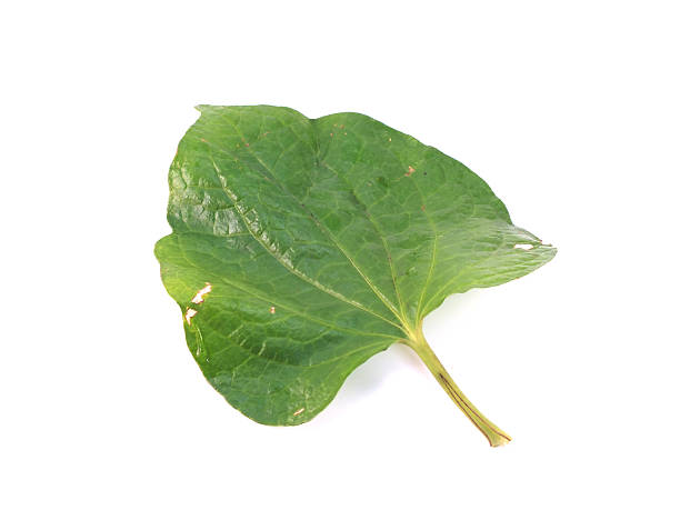 istock betel leaf isolated on white background 468662656
