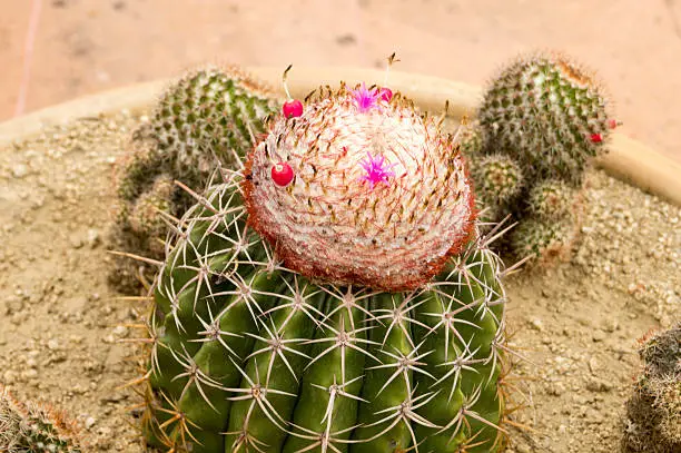 Close shot of Cactus flowering in a plantpot over tiled floor.  Cactaceas are used in towns of Mexico as alternative medicine. Picture taken at Huatuclo, Oaxaca, México