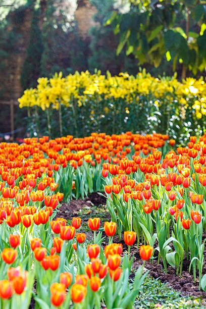 istock Tulip flower spring in garden 468662910