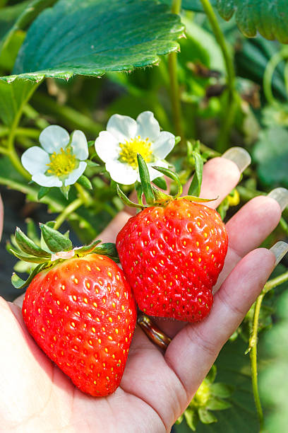 istock strawberry plant in hand 468662926