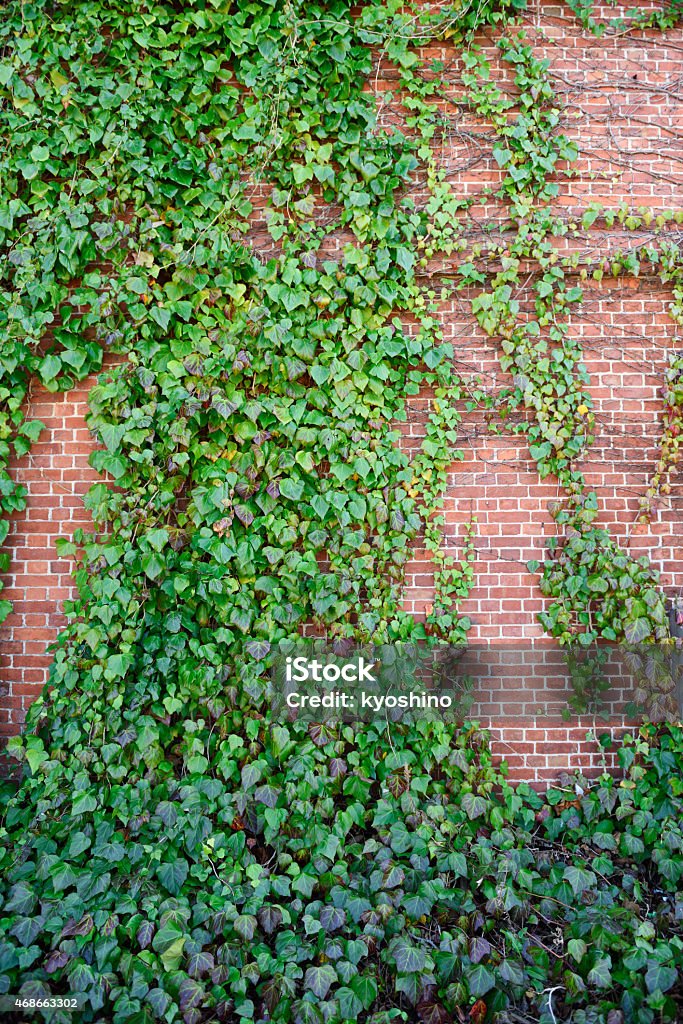 Ivy 成長の倉庫にレンガの壁 - ツタのロイヤリティフリーストックフォト