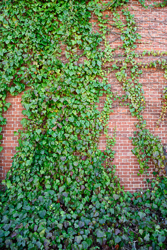 Ivy growing on brick warehouse wall, with lots of copy-space for your words or images.