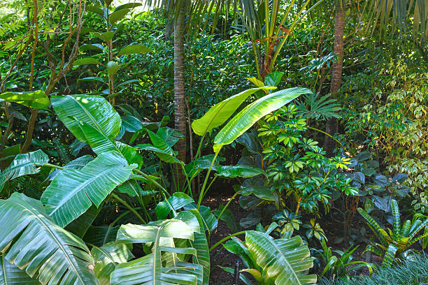 istock Subtropical plants in summer city park grove 468663941