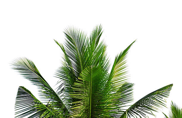 istock Closeup leaves of coconut tree isolated on white background 468666136