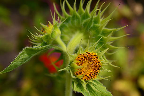 istock Macro of Nature 468666188