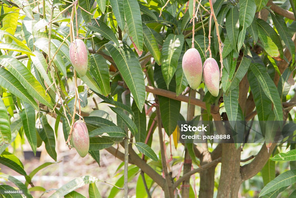 Mango Treeview Close Up Of Mangoes On A Mango Tree Stock Photo - Download Image Now ...