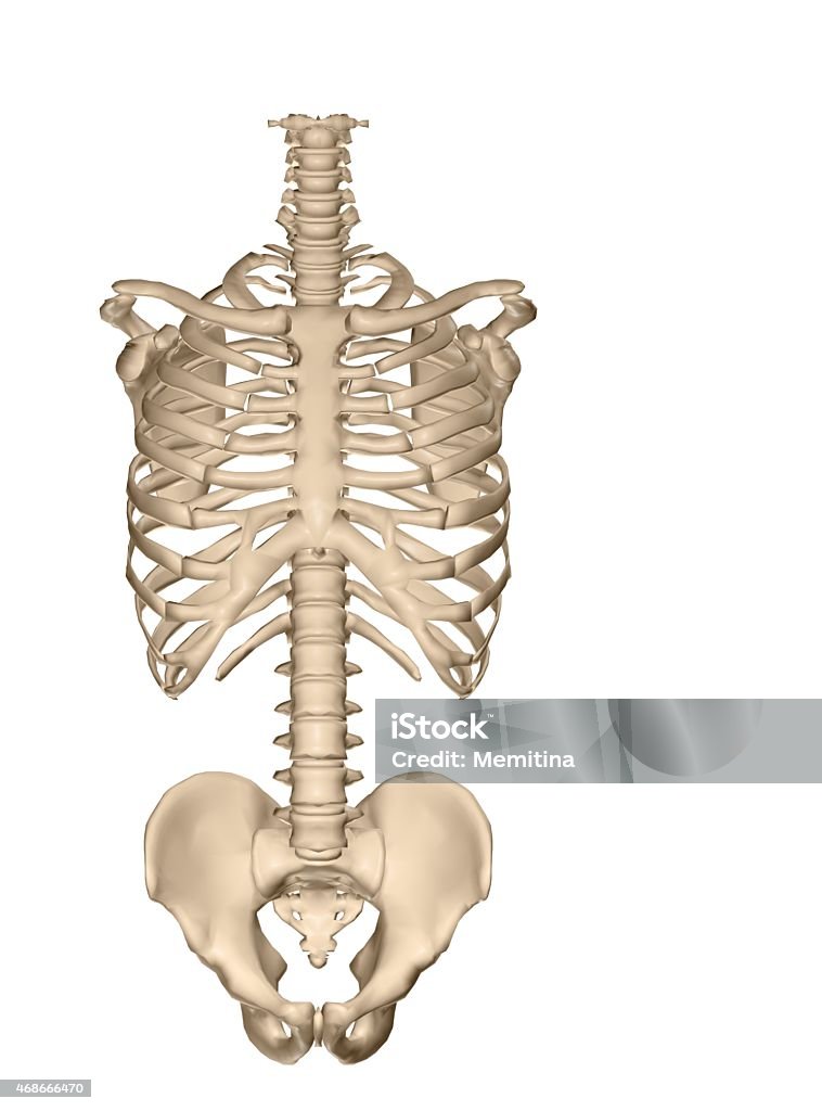Anatomical illustration of the skeleton of a human torso Front view of human torso skeletal system Human Rib Cage Stock Photo