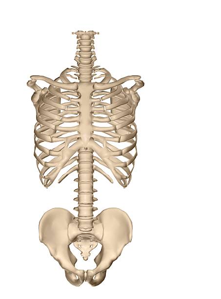 Anatomical illustration of the skeleton of a human torso stock photo