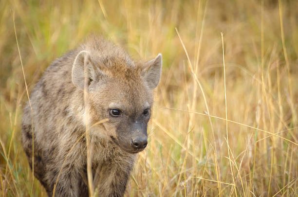 istock Baby hyena in the savannah 468667877