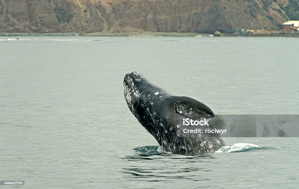 Grey Whale Breach Grey Whale breach off Dana Point Gray Whale Stock Photo