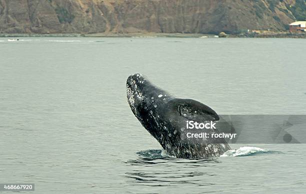 Grey Whale Breach Stock Photo - Download Image Now - Gray Whale, Animal Migration, 2015