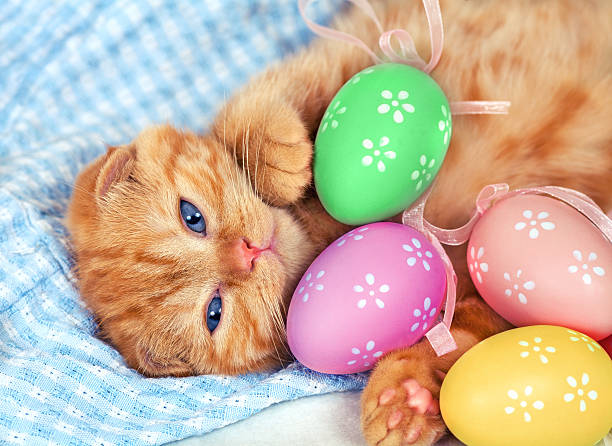 gattino rosso con uova colorate di pasqua - easter animal egg eggs single object foto e immagini stock