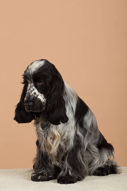 istock portrait of english cocker spaniel 468671058