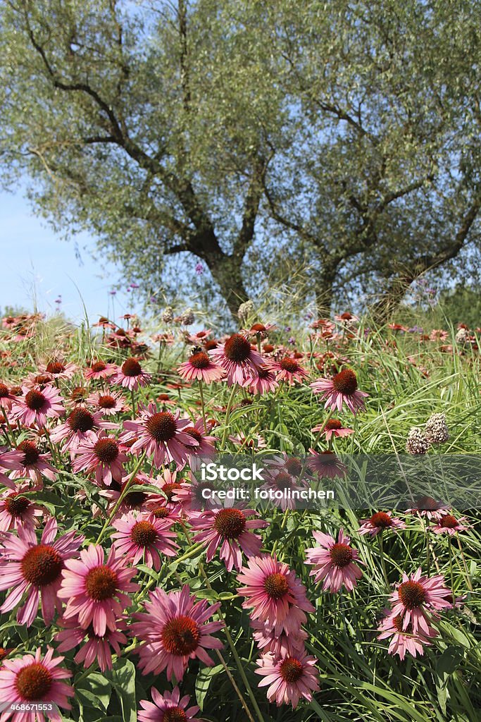 Echinacea purpurea Blüten - Lizenzfrei Alternative Medizin Stock-Foto